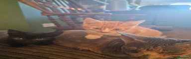  Kitten 5 long leg half sphynx 