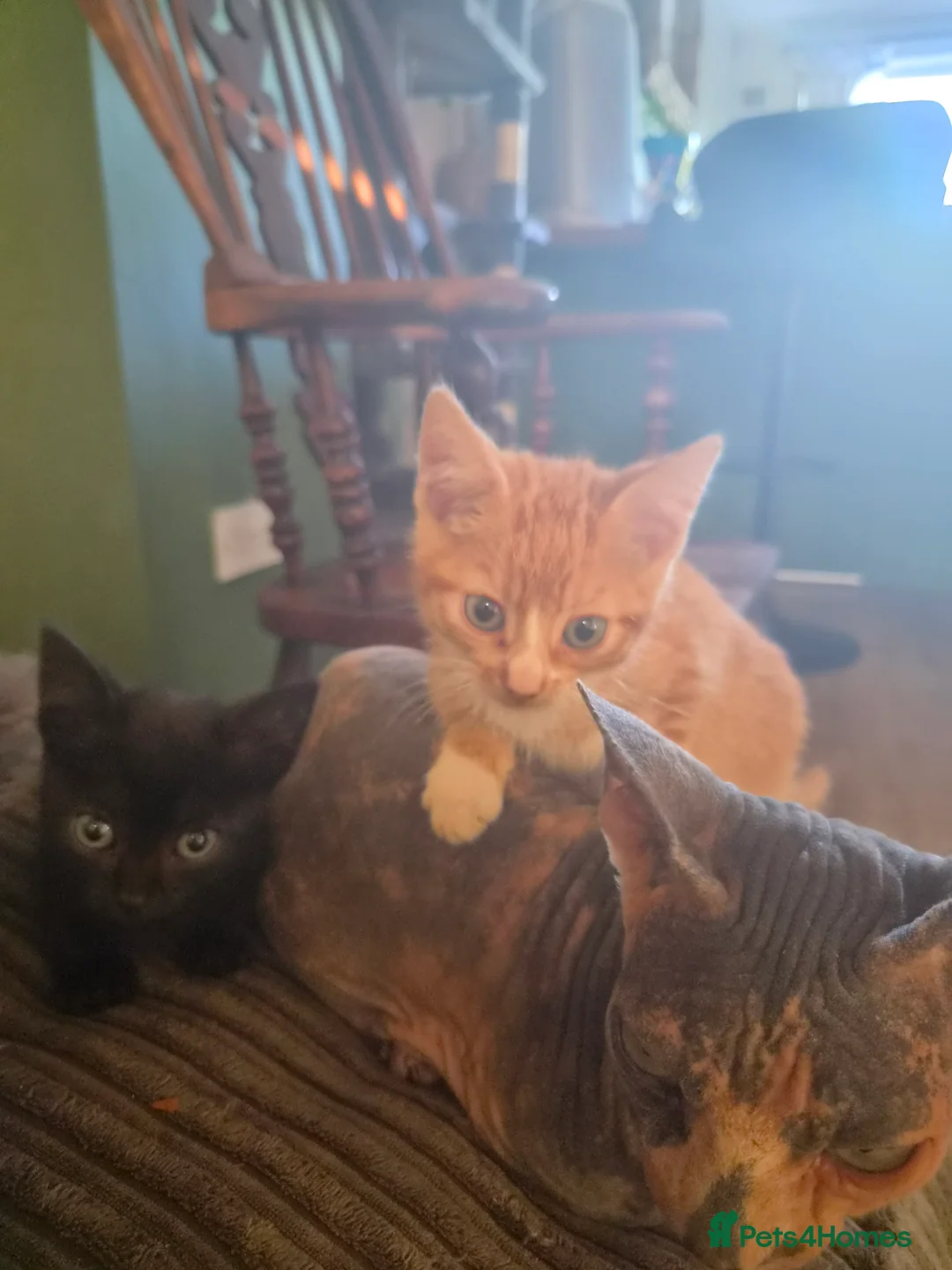 Munchkin cats for sale: Amazing little munchkins!! - Advert 2