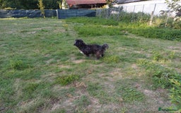 Bichon Frise dogs for adoption: A Lovely Bichon Boy - for a Loving Home - Image 4