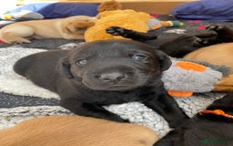 Labrador Retriever dogs for stud: Proven KC Labrador Stud in Stoke-on-Trent - Image 17