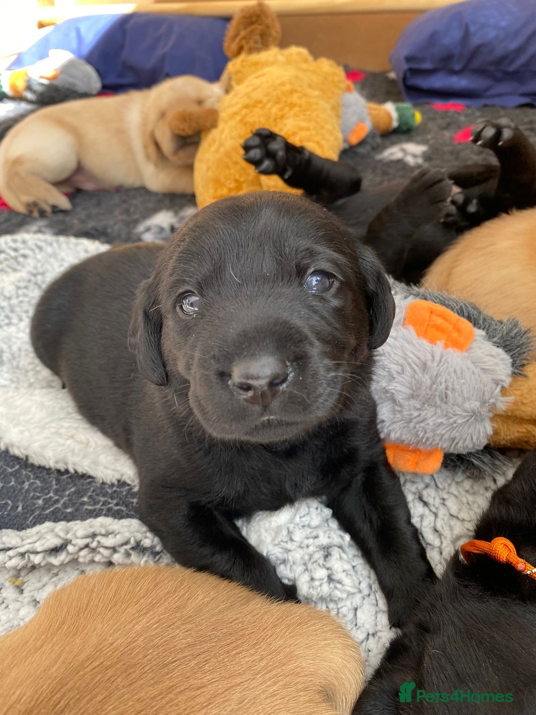 Labrador Retriever dogs for stud: Proven KC Labrador Stud in Stoke-on-Trent - Image 17