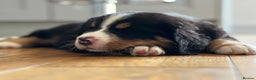 Bernese Mountain Dog dogs for sale: Symphony flam KC Bernese Mountain Puppies - Advert 3