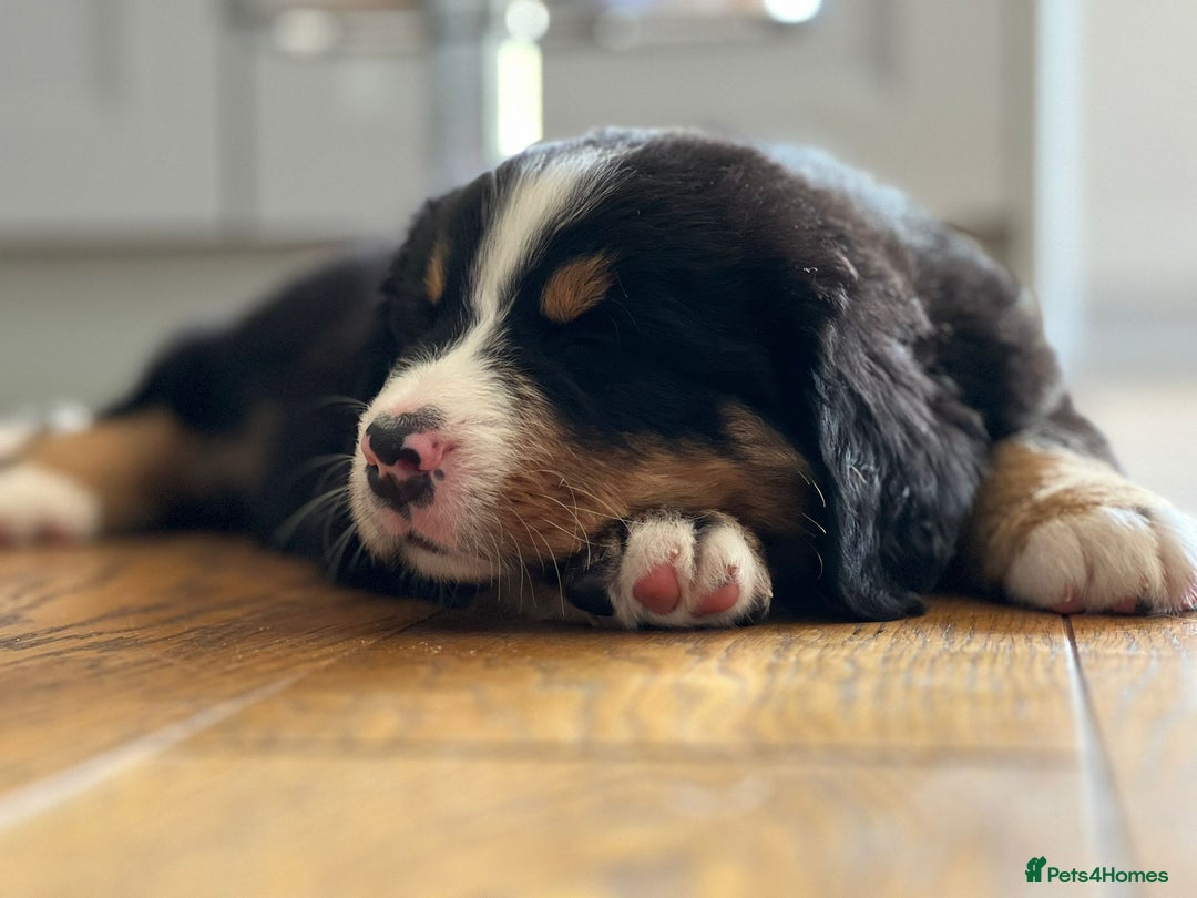 Bernese Mountain Dog dogs for sale: Symphony flam KC Bernese Mountain Puppies - Advert 3