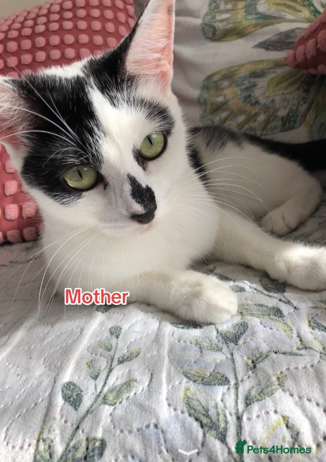 Turkish Angora cats Mix Turkish Angora kitten - Advert 1