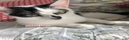 Turkish Angora cats for sale: Mix Turkish Angora kitten - Advert 1