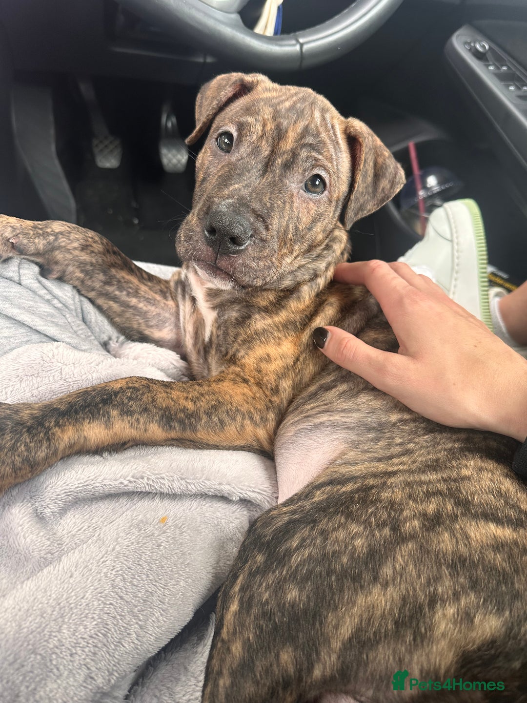 Mixed Breed dogs for sale: American bulldog X staffy 🏡 - Image 2
