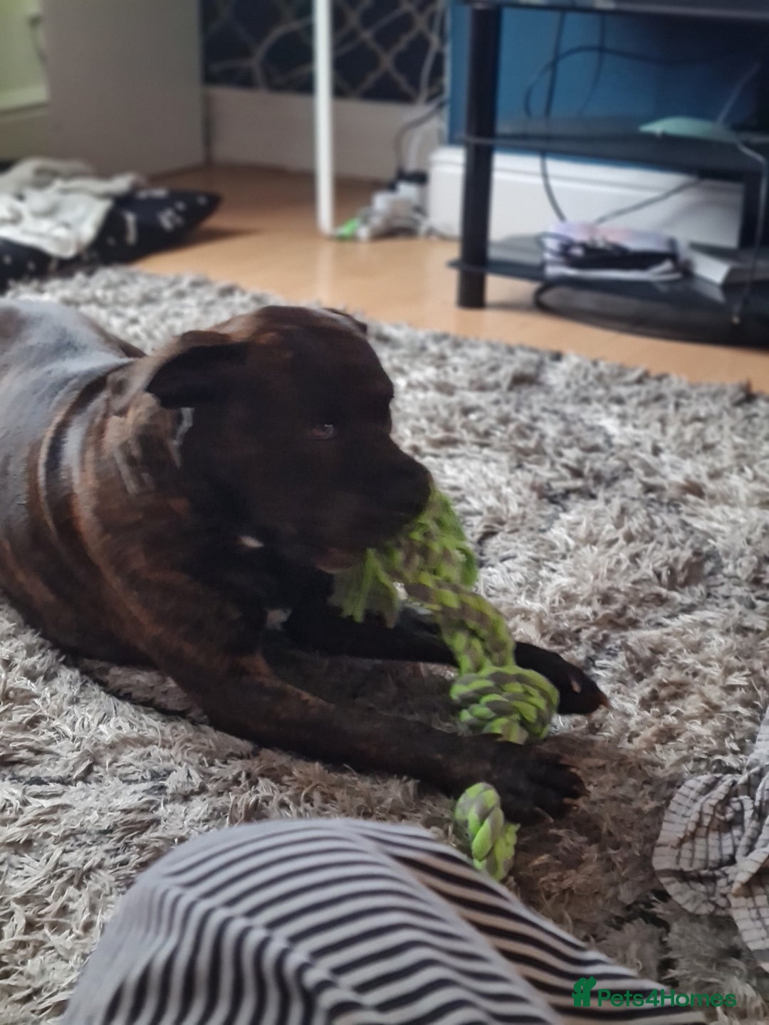 Cane Corso dogs for sale: 2 year old cane coso  - Advert 3