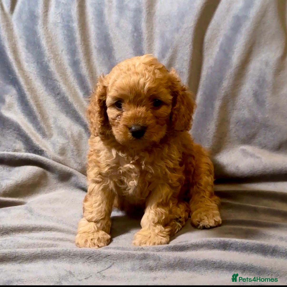 Cavapoo Puppy 2 Boy