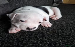 Staffordshire Bull Terrier dogs for sale: Male pup 4 sale  - Image 6