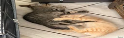 Mixed Breed cats for sale: Lovely Kittens Looking for Their Forever Homes 🐾 - Advert 10