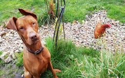 Dobermann dogs for sale: Doberman for sale ready now  - Image 6