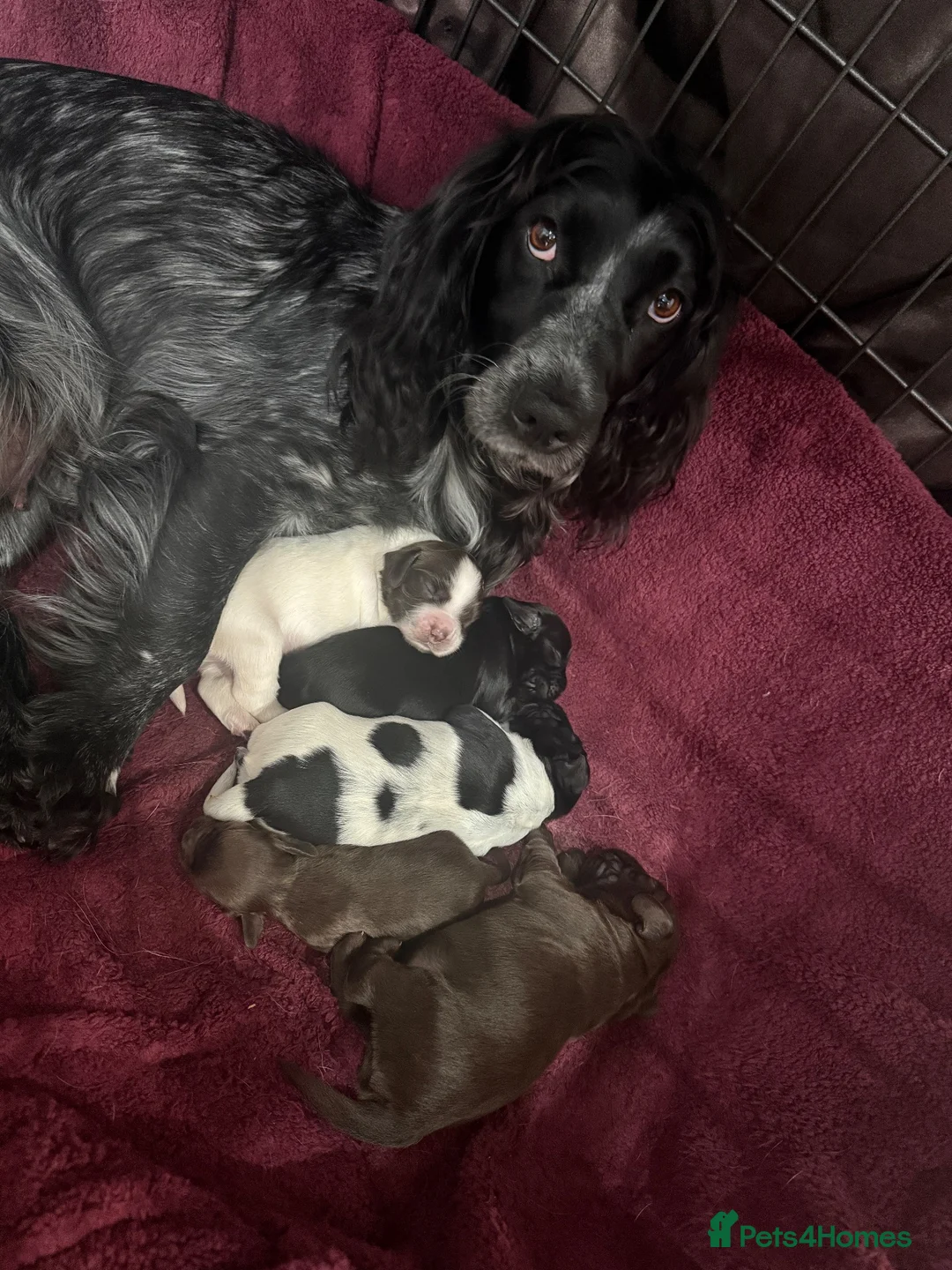Cocker Spaniel dogs for sale: Working Cocker Spaniels  - Advert 1