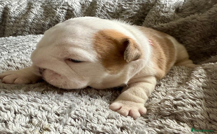 English Bulldog dogs - Advert 1