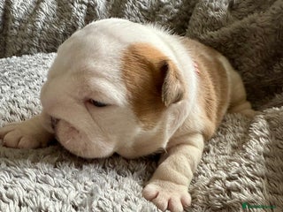 English Bulldog dogs - Advert 5