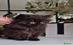 Persian cats for sale: Beautiful persian kittens  - Image 21