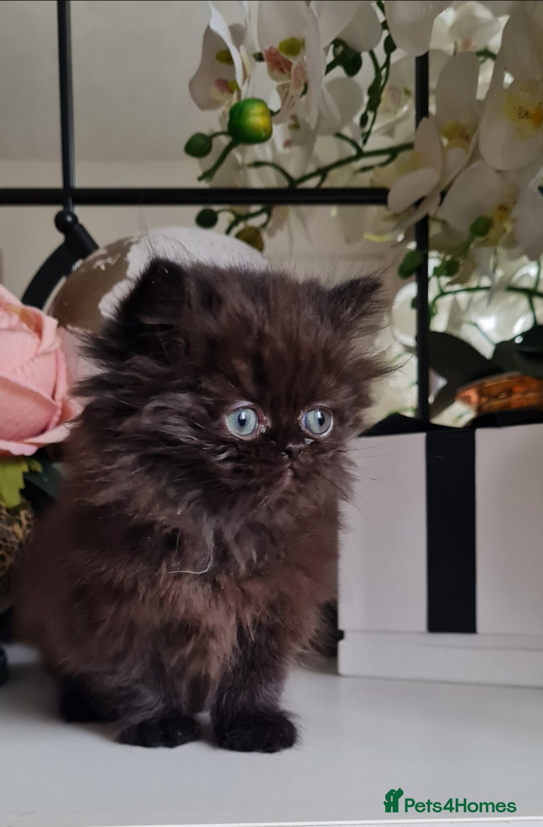 Persian cats for sale: Beautiful persian kittens  - Image 21