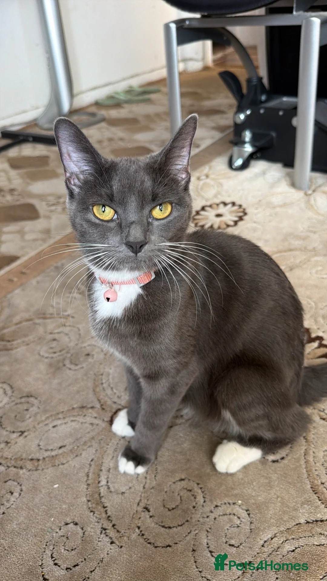 Mixed Breed cats for sale: Beautiful Male And Female Kittens  in London - Advert 5