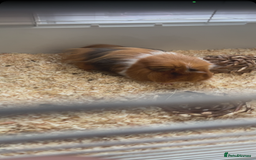 Guinea Pig rodents for sale: 2 male Guinea pigs Grinch(dark & Max(brown) - Image 9