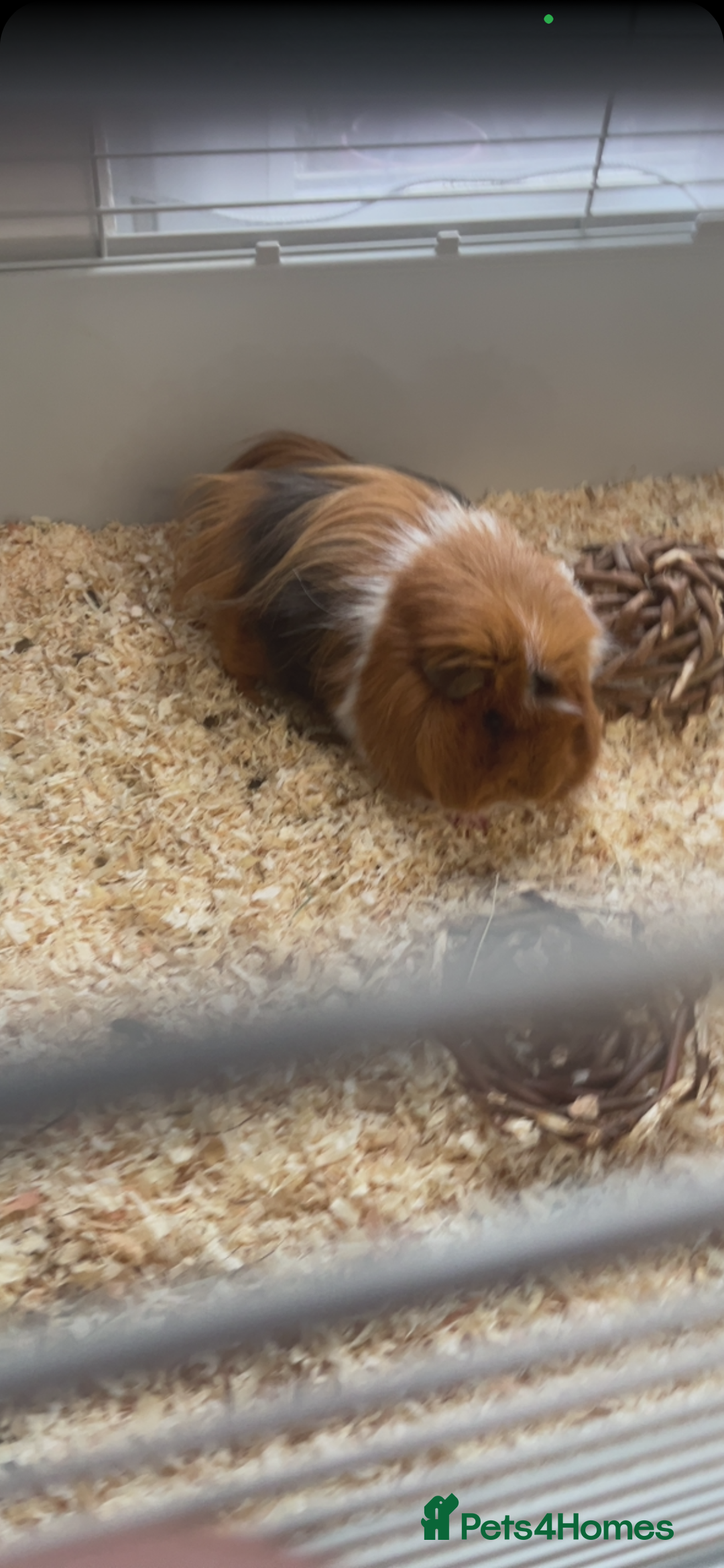 Guinea Pig rodents for sale: 2 male Guinea pigs Grinch(dark & Max(brown) - Image 9