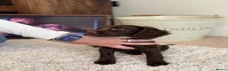 Cocker Spaniel dogs for sale: Ready Now, Cocker Spaniel Pups KC Reg, Field trial - Advert 6