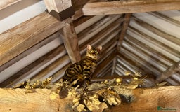 Bengal cats for sale: Beautiful 3-Year-Old Bengal Girl - Advert 9