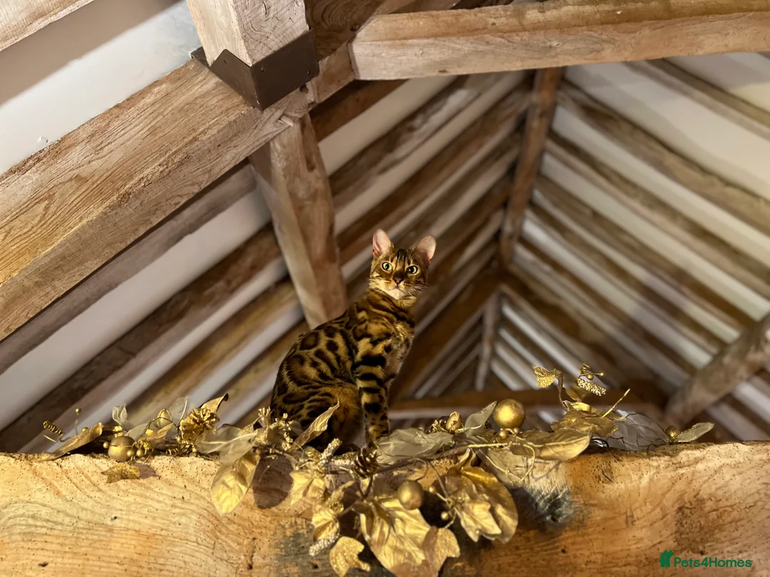 Bengal cats for sale: Beautiful 3-Year-Old Bengal Girl - Advert 9