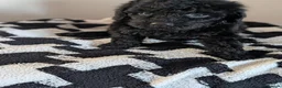 Cavapoochon dogs for sale: Extensively Tested Cavapoochons Fully Vaccinated  - Advert 35