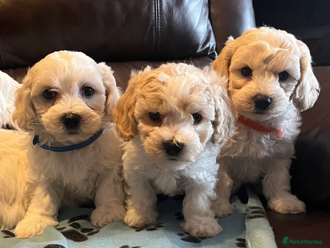 Cavachon dogs for sale: Cute Cavachon x bichon Frise puppies  - Advert 11