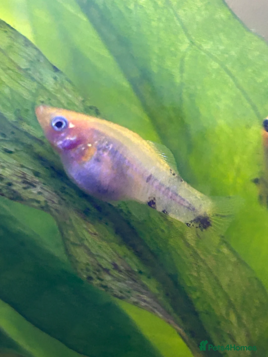 Mollies fish for sale: Baby mollies for sale beutiful colours - Advert 2