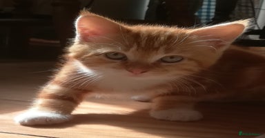 Mixed Breed cats - Advert 8