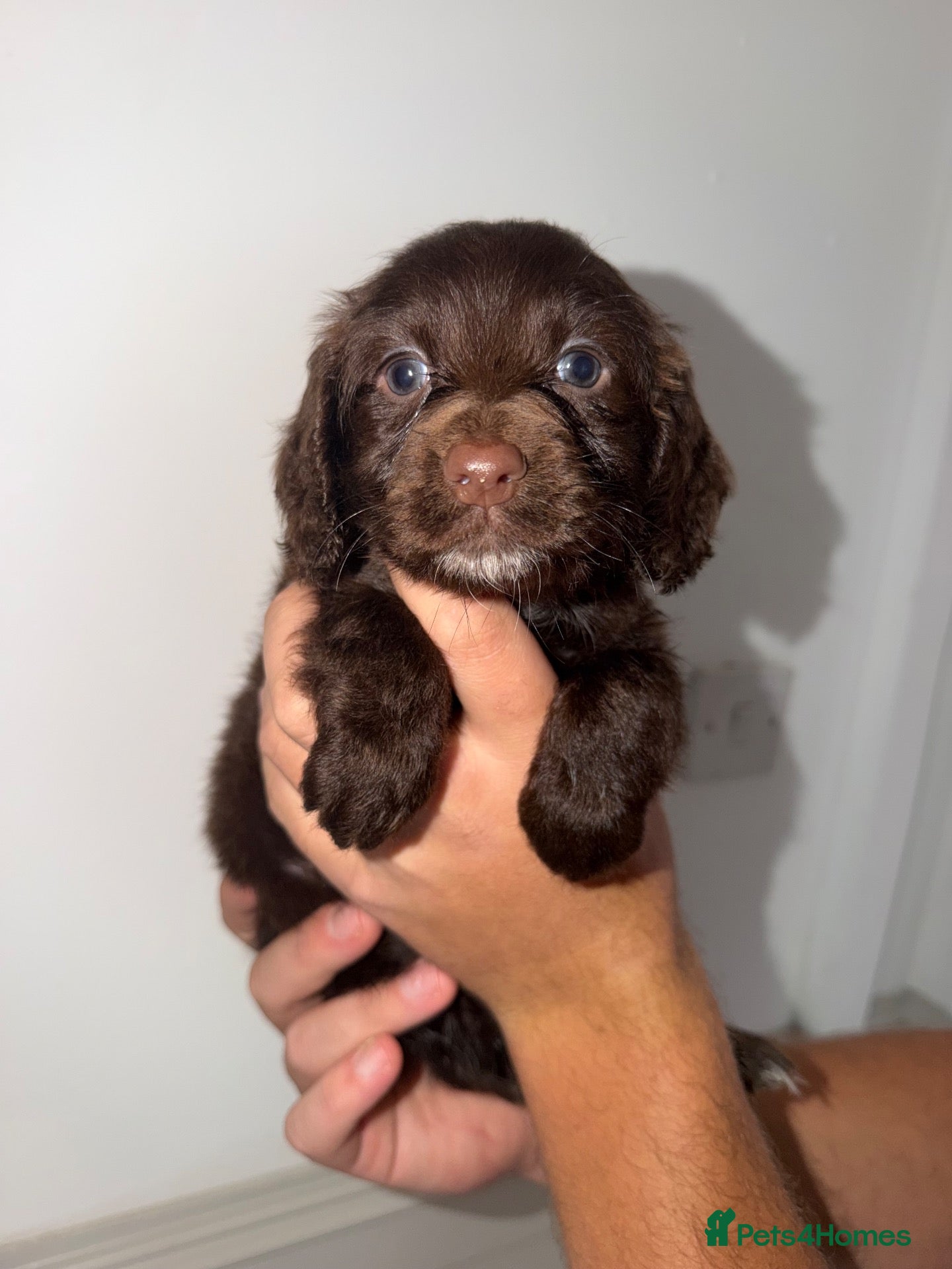 Cocker Spaniel dogs for sale: Beautiful litter of working cockerspaniel babies🐾 - Advert 1
