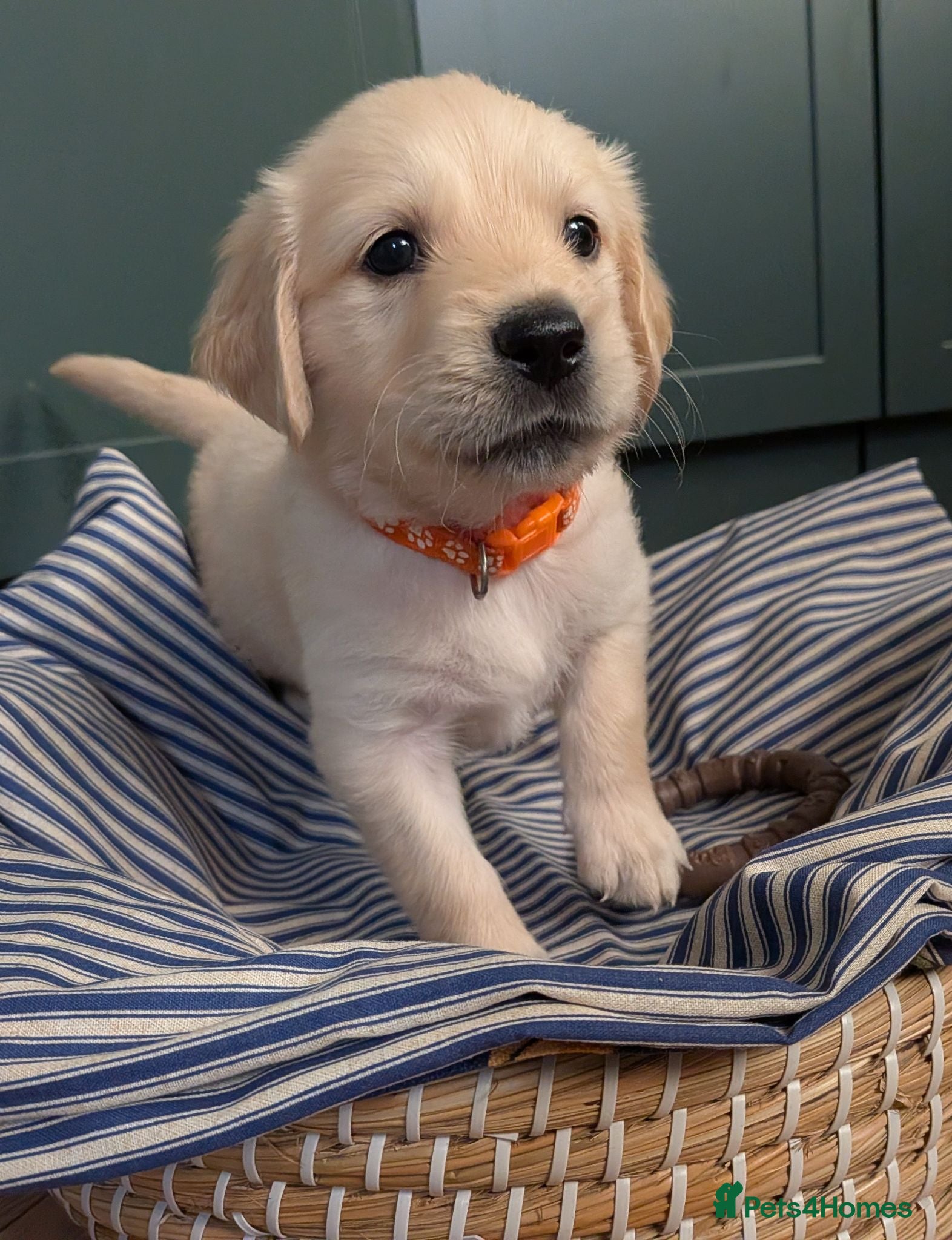 Golden Retriever dogs 1 Boy Available KC Golden Retriever  puppies  - Advert 1
