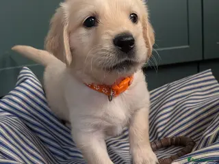 Golden Retriever dogs 1 Boy Available KC Golden Retriever puppies - Advert 1