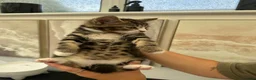 Mixed Breed cats for sale: Beautiful tabby kittens for sale - Advert 28