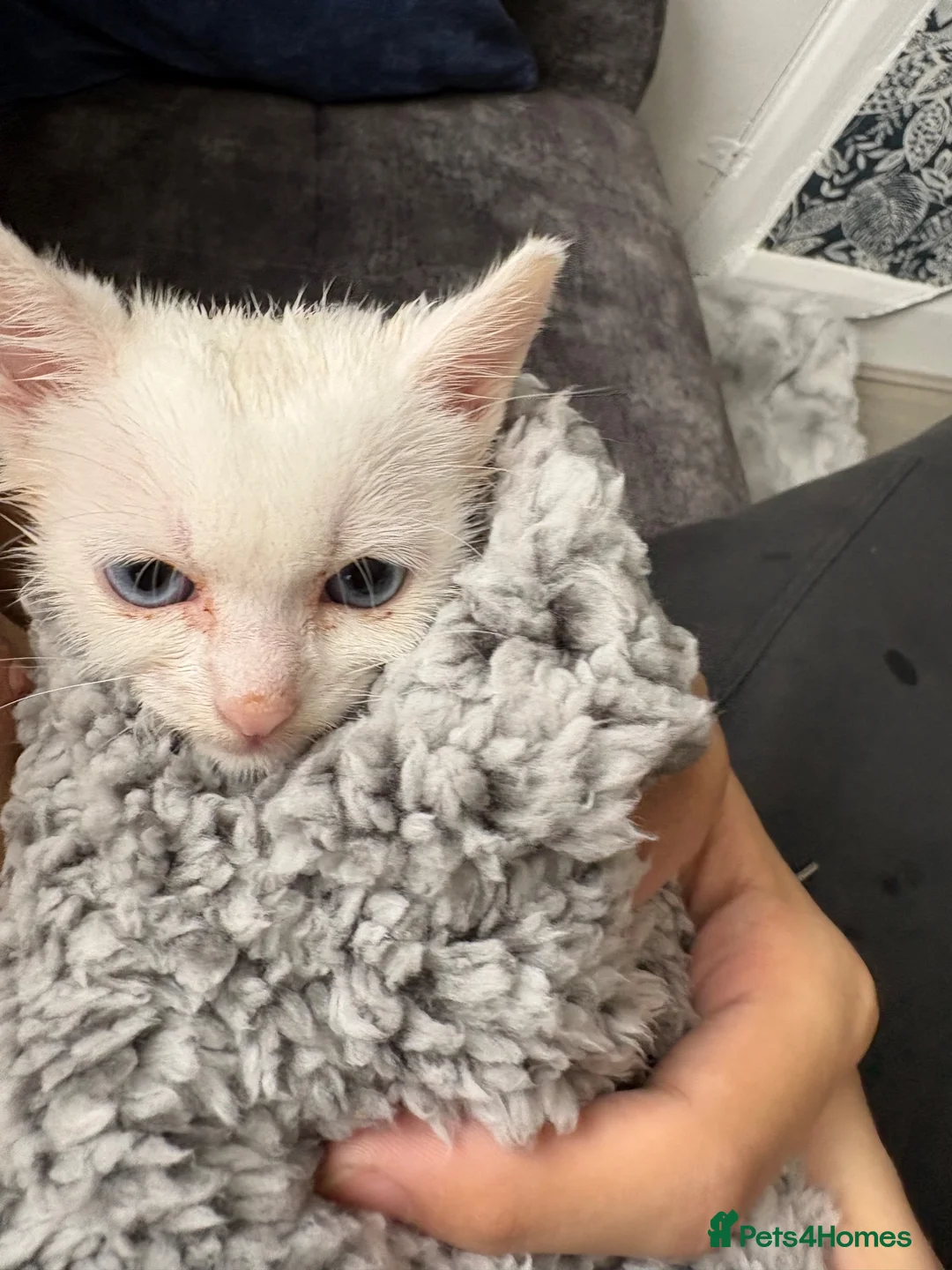 Turkish Angora cats for sale: Princess Bella in Burton-on-Trent - Advert 2