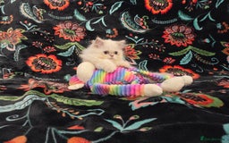 Persian cats for sale: Persian Kittens  - Image 17