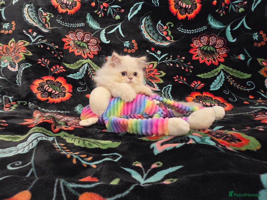 Persian cats for sale: Persian Kittens  - Image 17