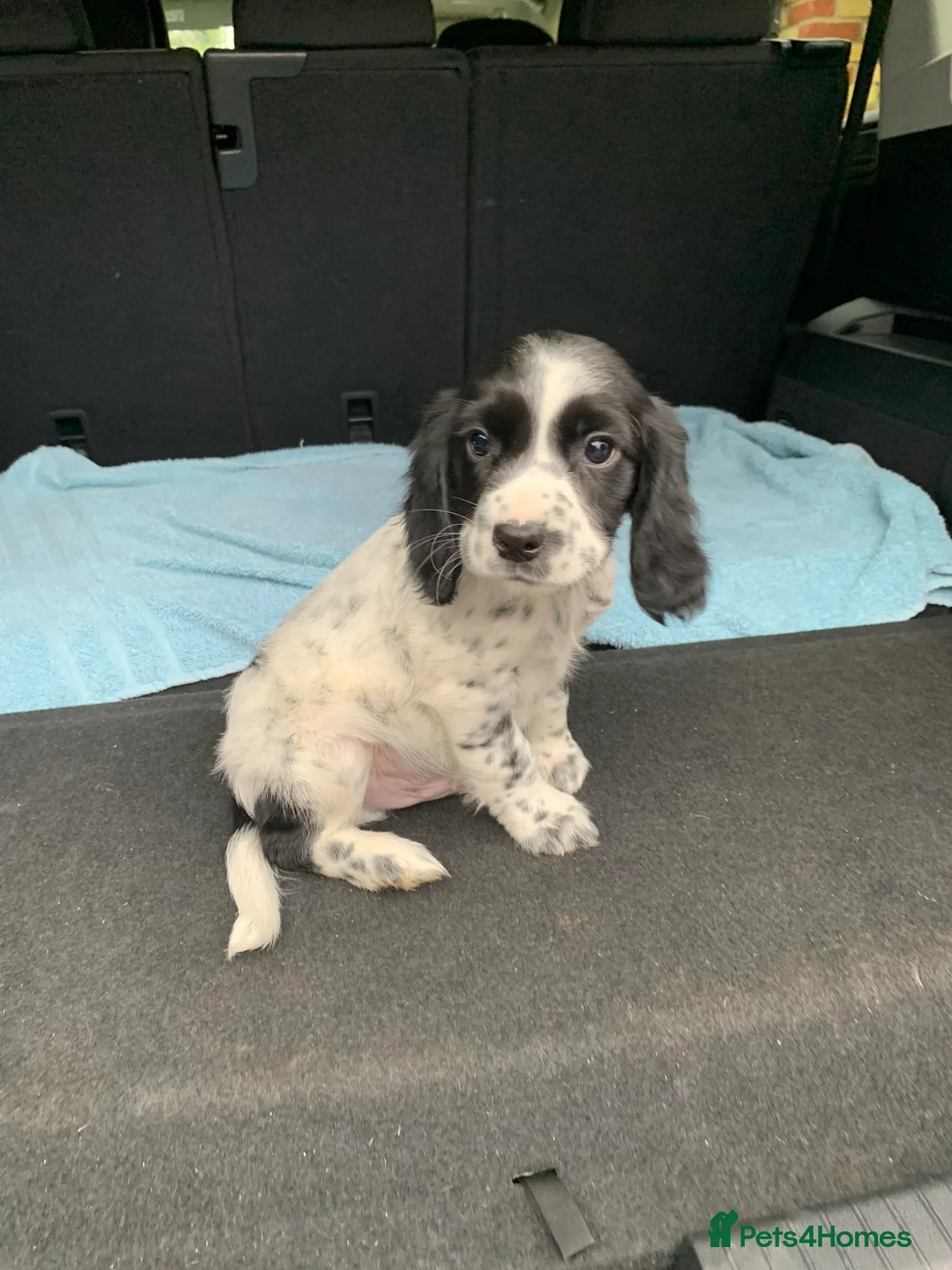 Cocker Spaniel dogs for sale: Cocker spaniel  show type in Longfield - Advert 3