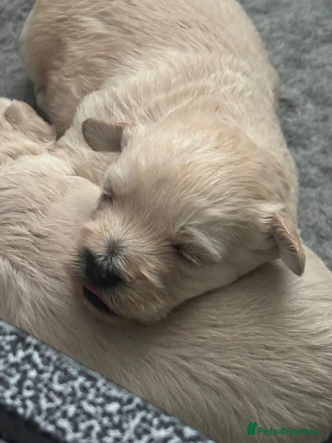 Mixed Breed dogs for sale: Westiepoo pups  - Advert 4