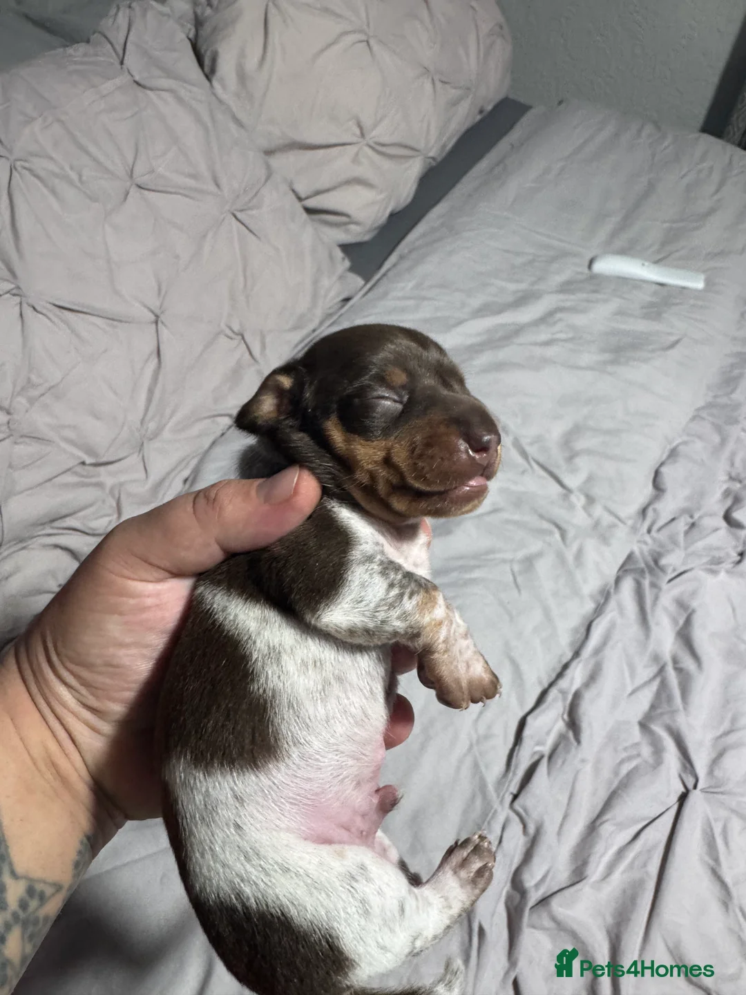 Miniature Dachshund dogs for sale: Beautiful boy - Advert 10