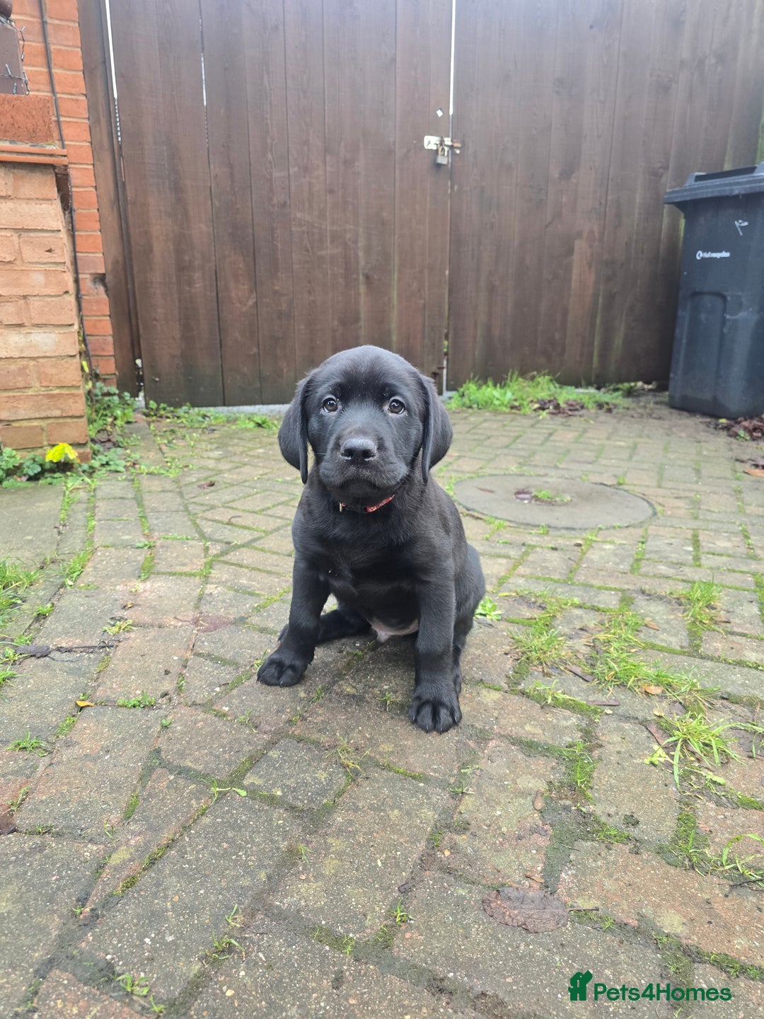 Labrador Retriever dogs for sale: Ready for home 🥰left last boy! - Advert 6