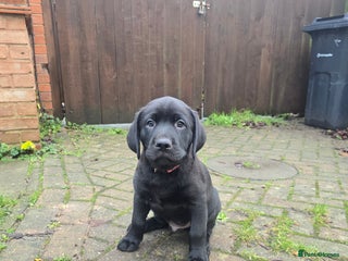 Labrador Retriever dogs Ready for home 🥰2 boys 1 girl - Advert 17