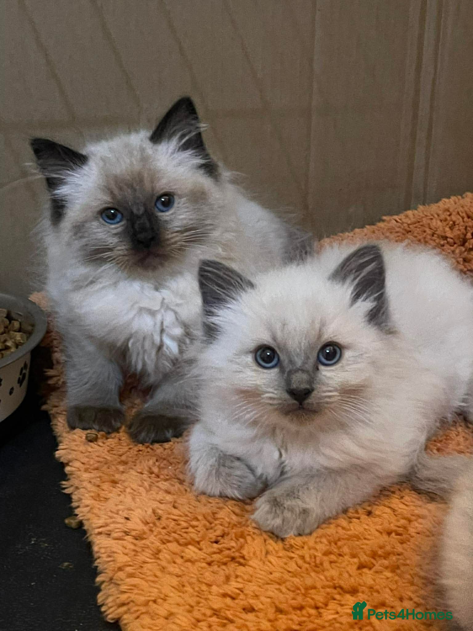Ragdoll cats Ragdoll kittens ready now - Advert 2