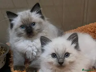 Ragdoll cats Ragdoll kittens ready now - Advert 4