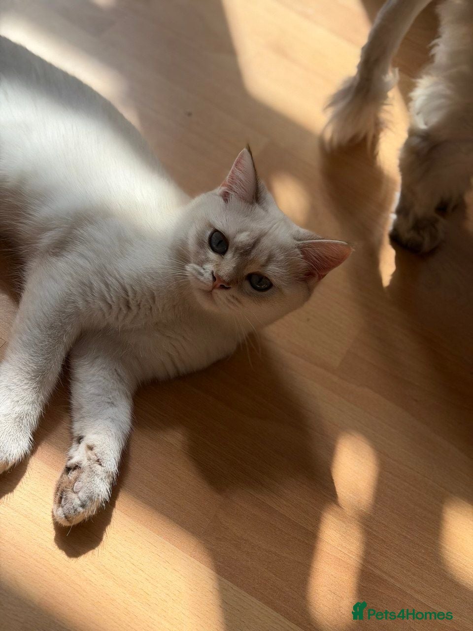 British Longhair cats LOOKING FOR A NEW HOME VACCINATED - Advert 19