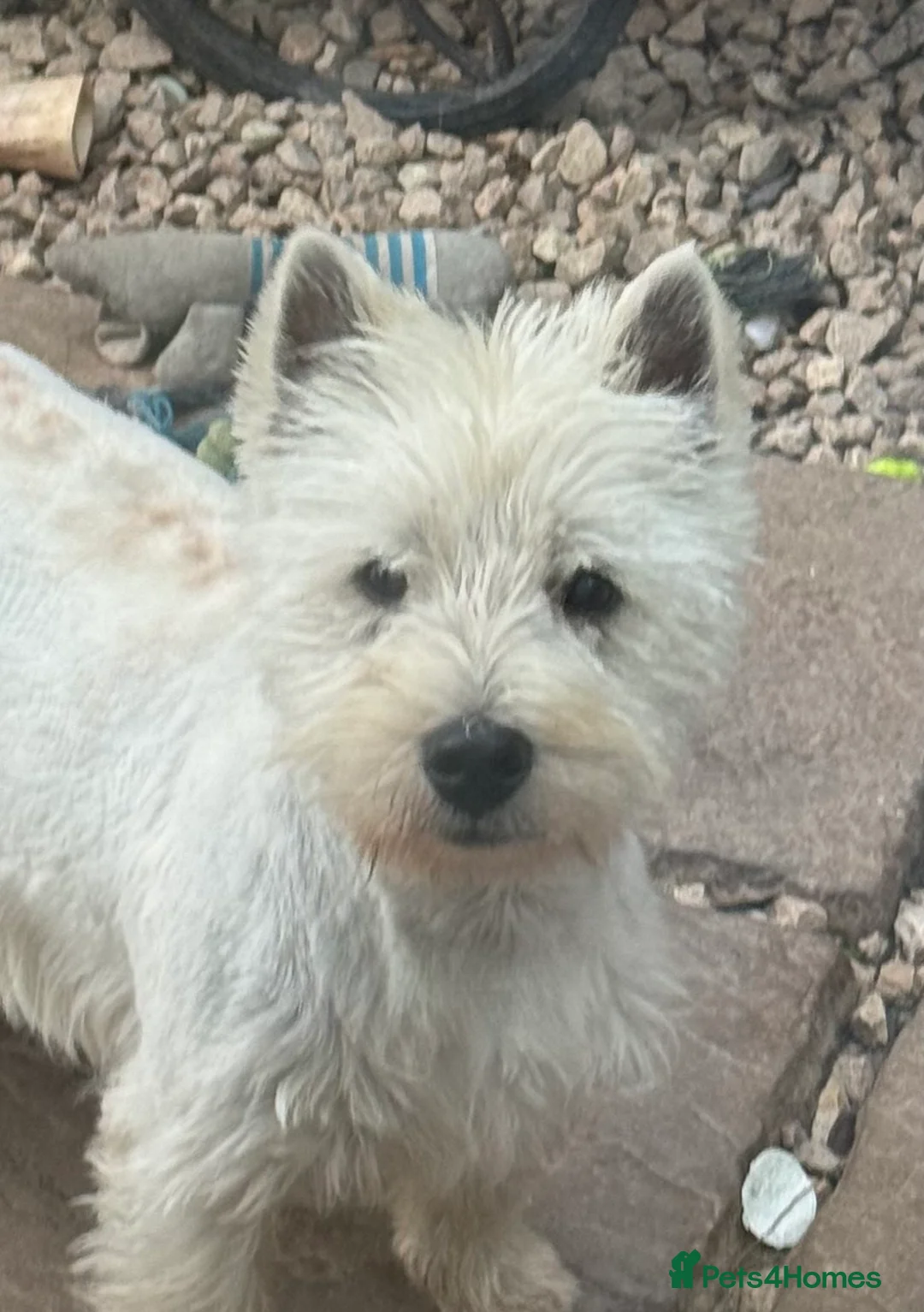 West Highland Terrier dogs for stud: KC registered WHW proven sire - Advert 2