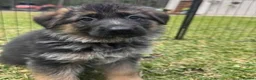 German Shepherd dogs for sale: Adorable German Shepherd puppies in Caernarfon - Advert 3