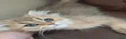 British Longhair cats for sale: Golden British longhair pure bloodline  - Advert 26