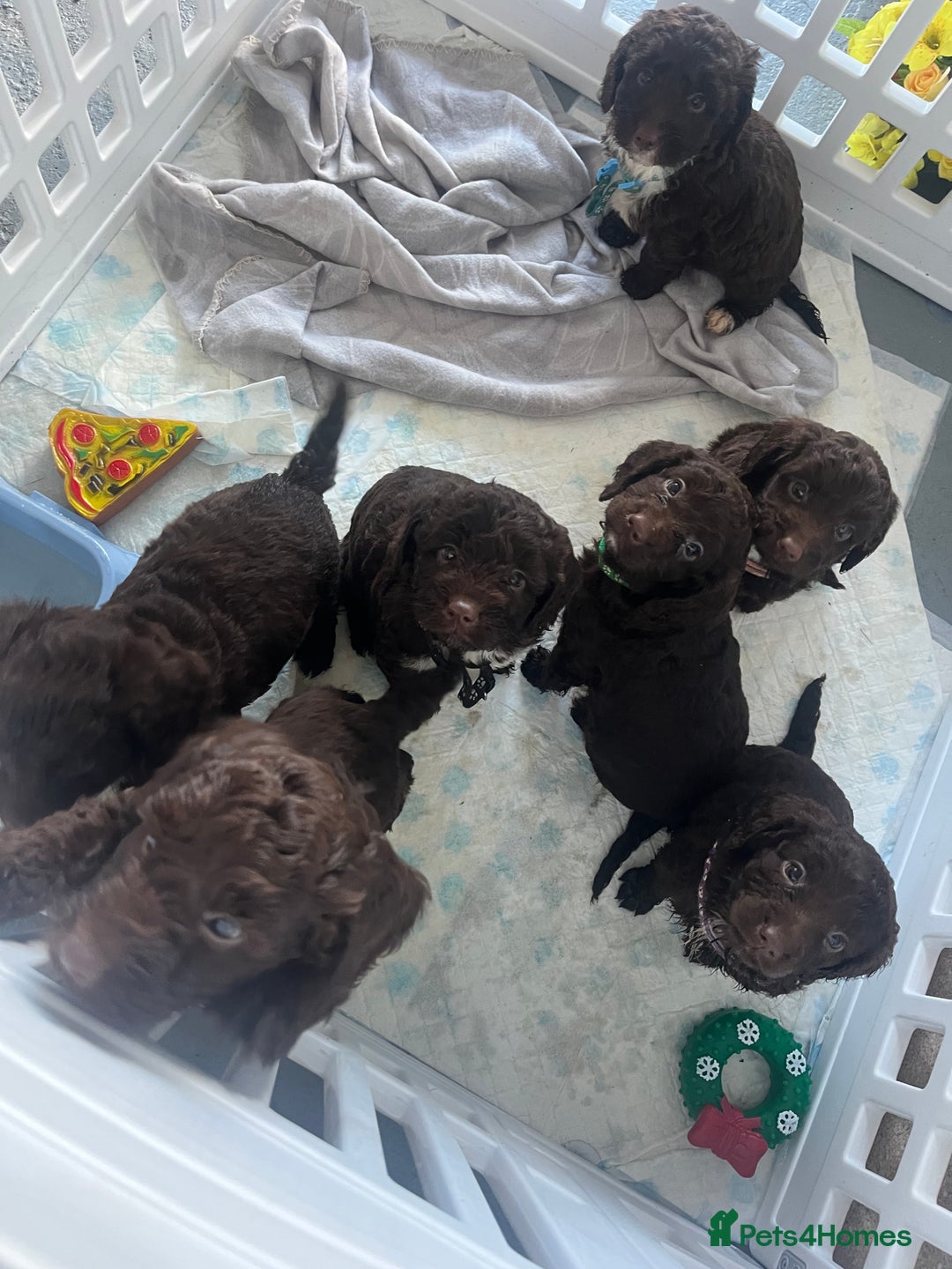 Cockapoo dogs for sale: Cockapoo puppies  - Advert 2