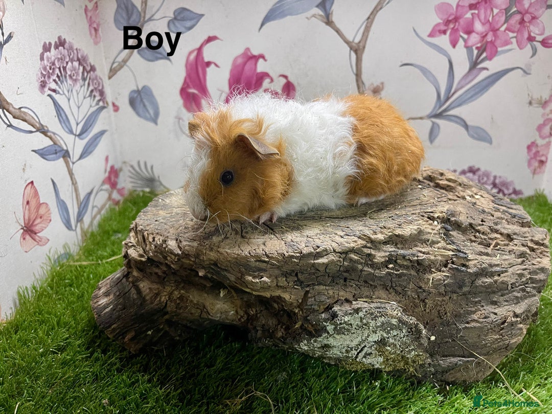 Guinea Pig rodents for sale: Male and female baby guinea pigs  - Image 7